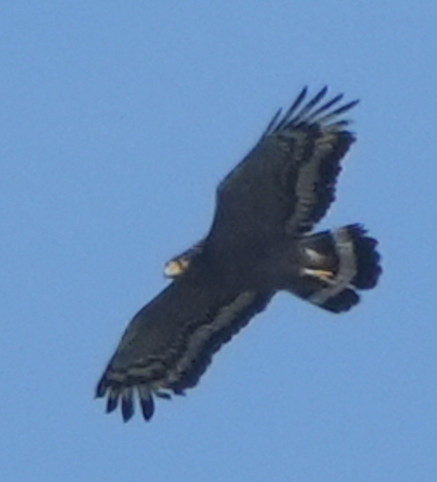 Crested Serpent-Eagle - ML644073548