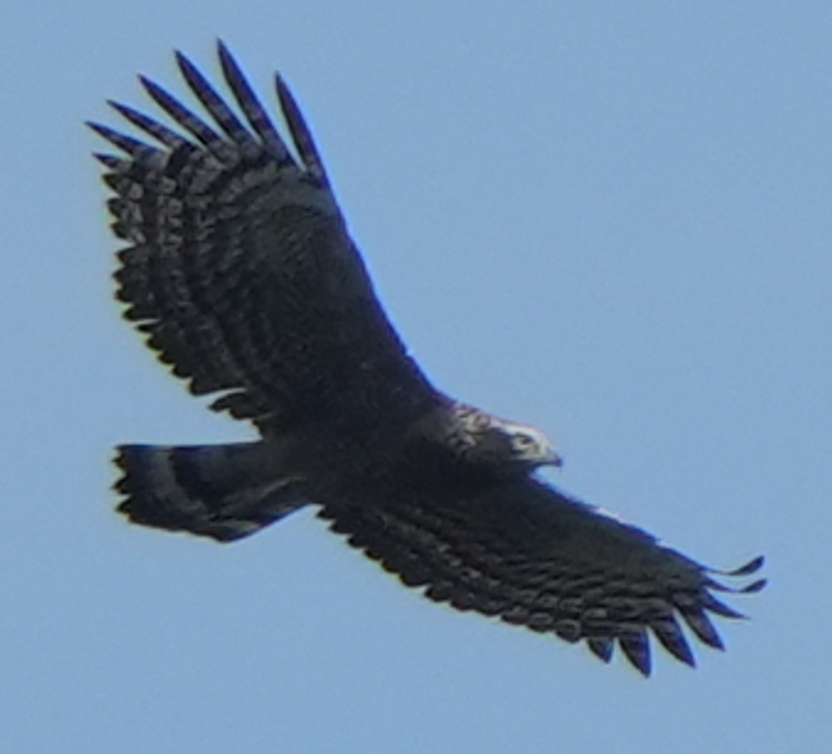 Crested Serpent-Eagle - ML644073549