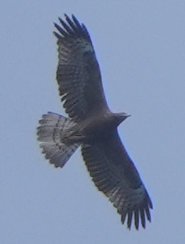 Oriental Honey-buzzard - ML644073562