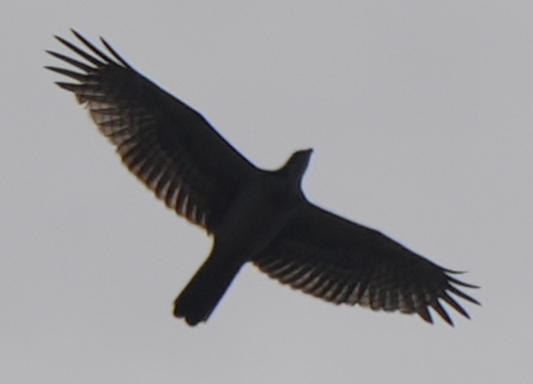 Oriental Honey-buzzard - ML644073563