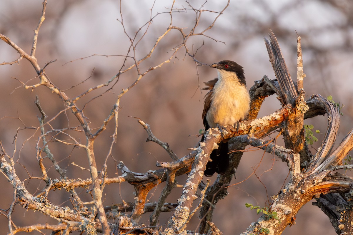 Burchell's Coucal - ML644073587