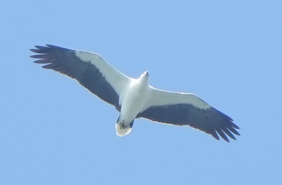 White-bellied Sea-Eagle - ML644073591
