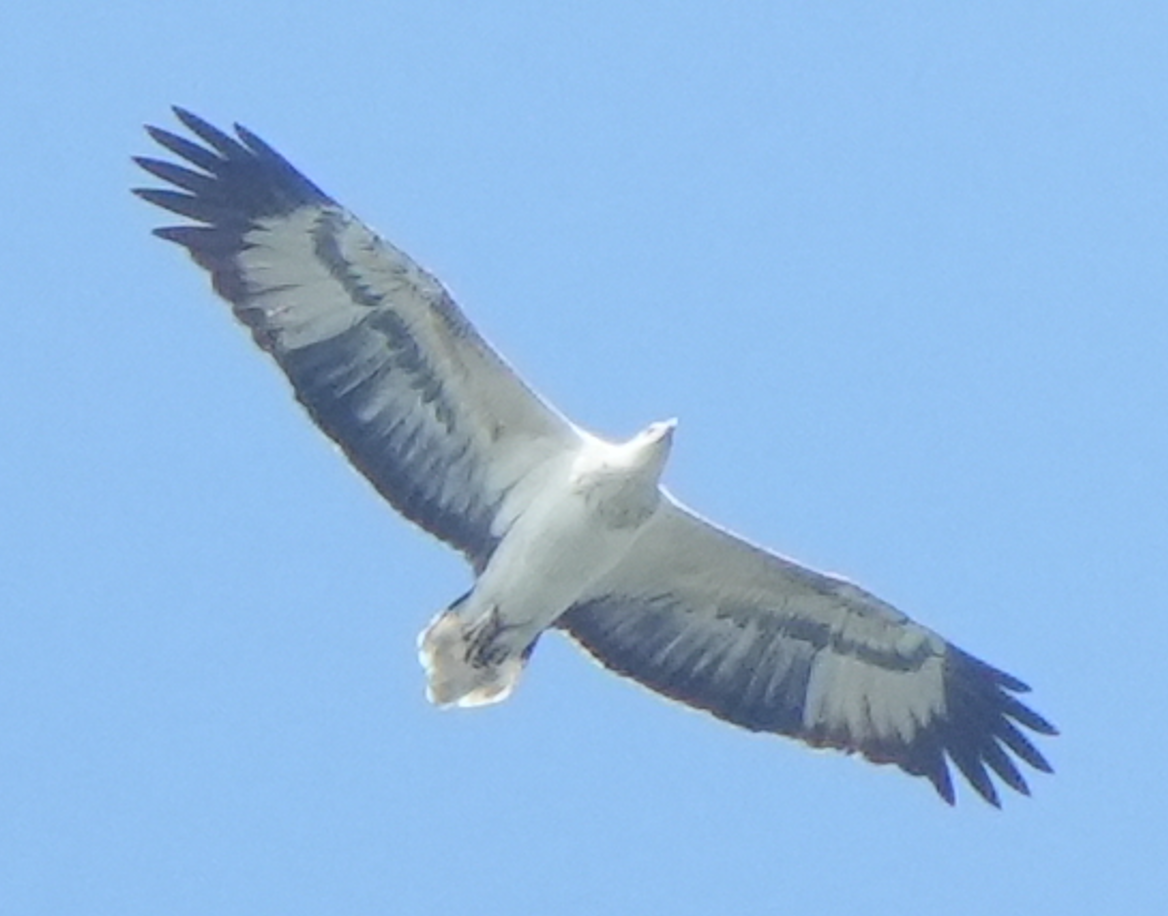 White-bellied Sea-Eagle - ML644073592