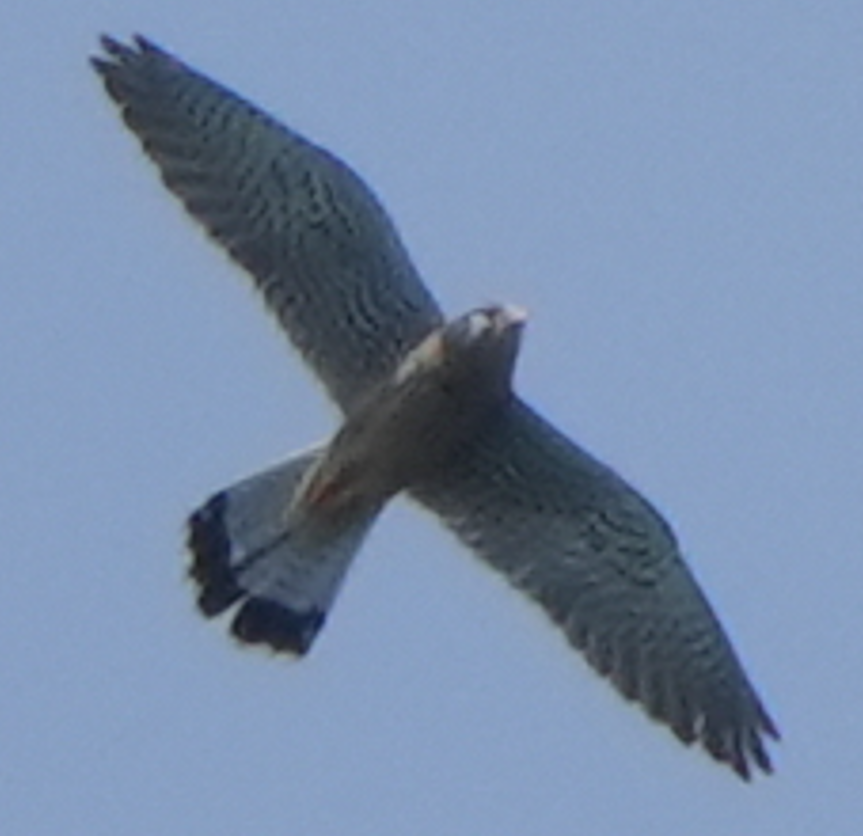 Eurasian Kestrel - ML644073597