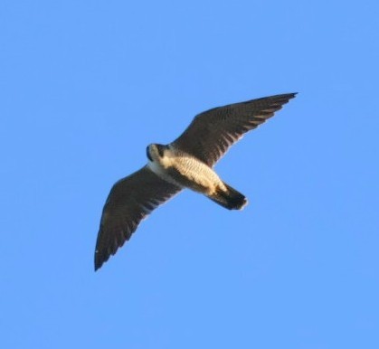 Peregrine Falcon - ML644073603