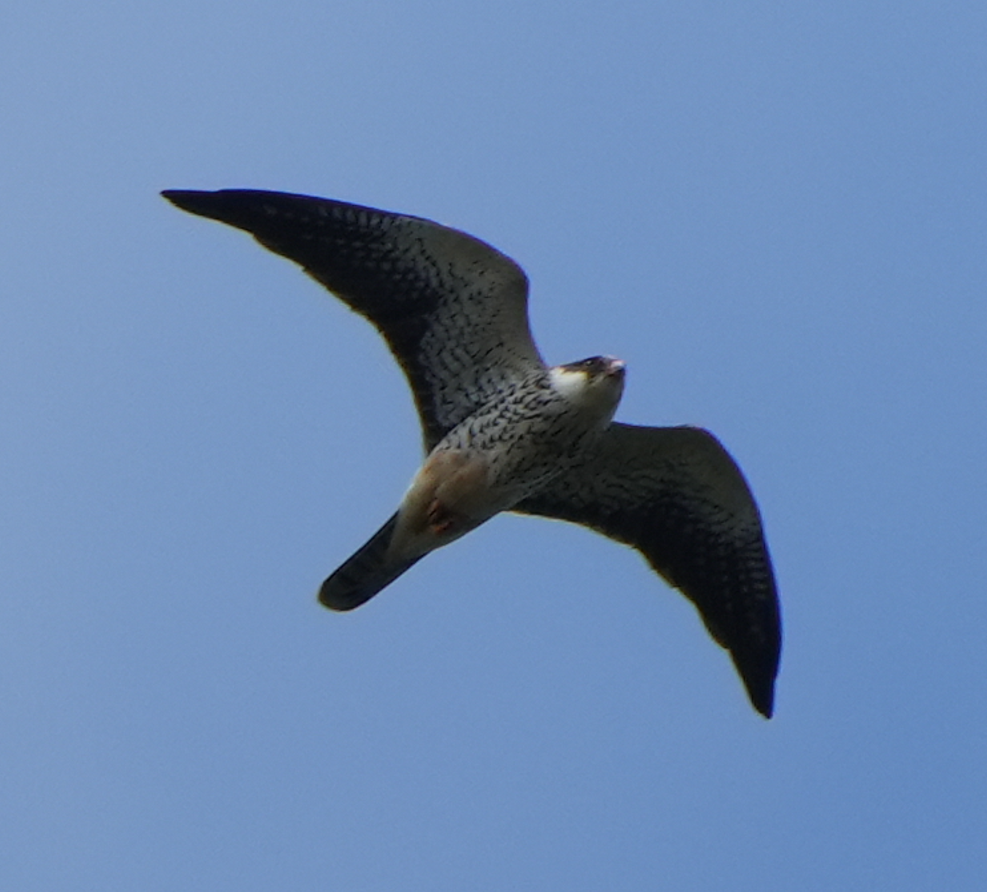 Amur Falcon - ML644073610