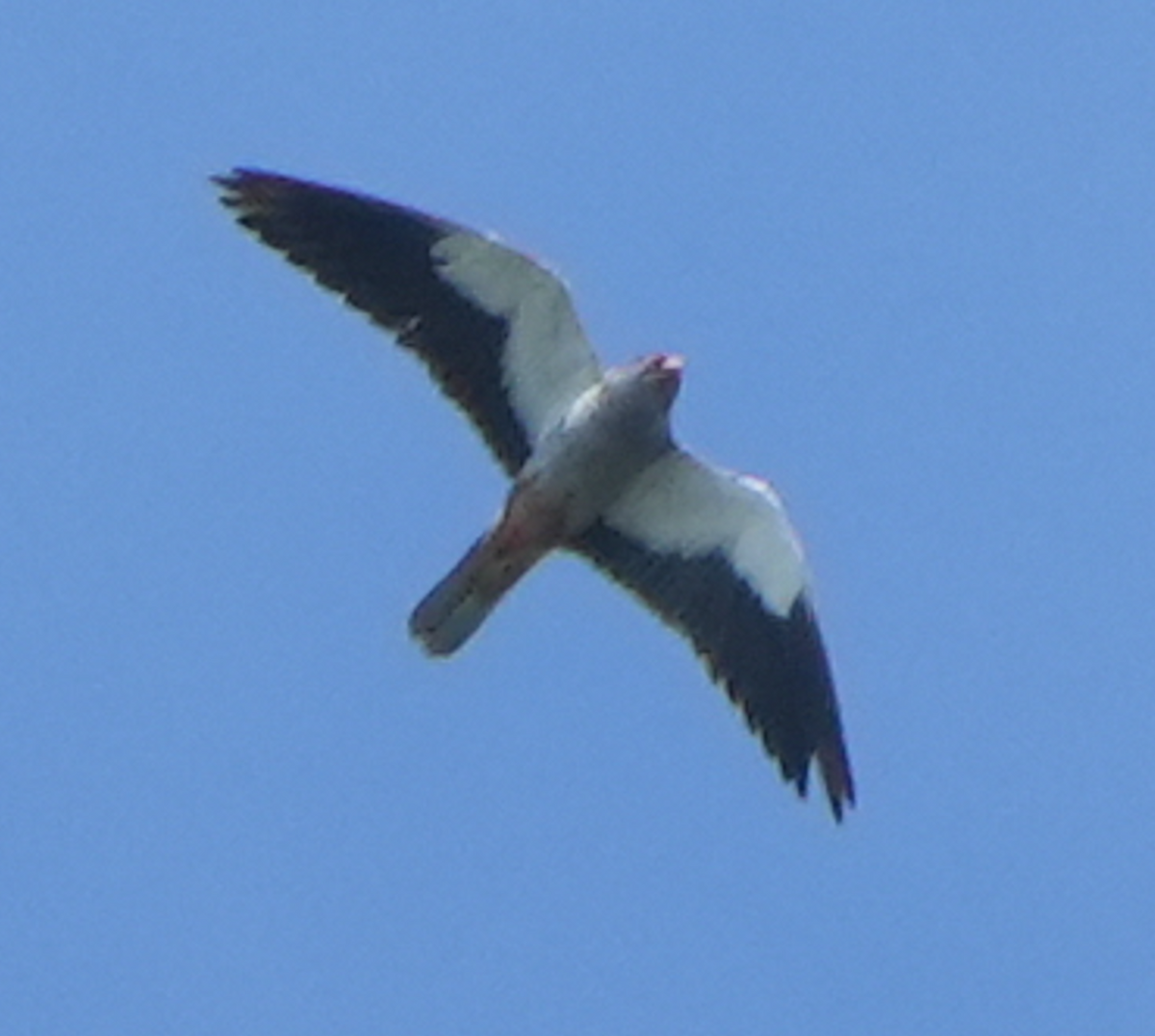 Amur Falcon - ML644073611