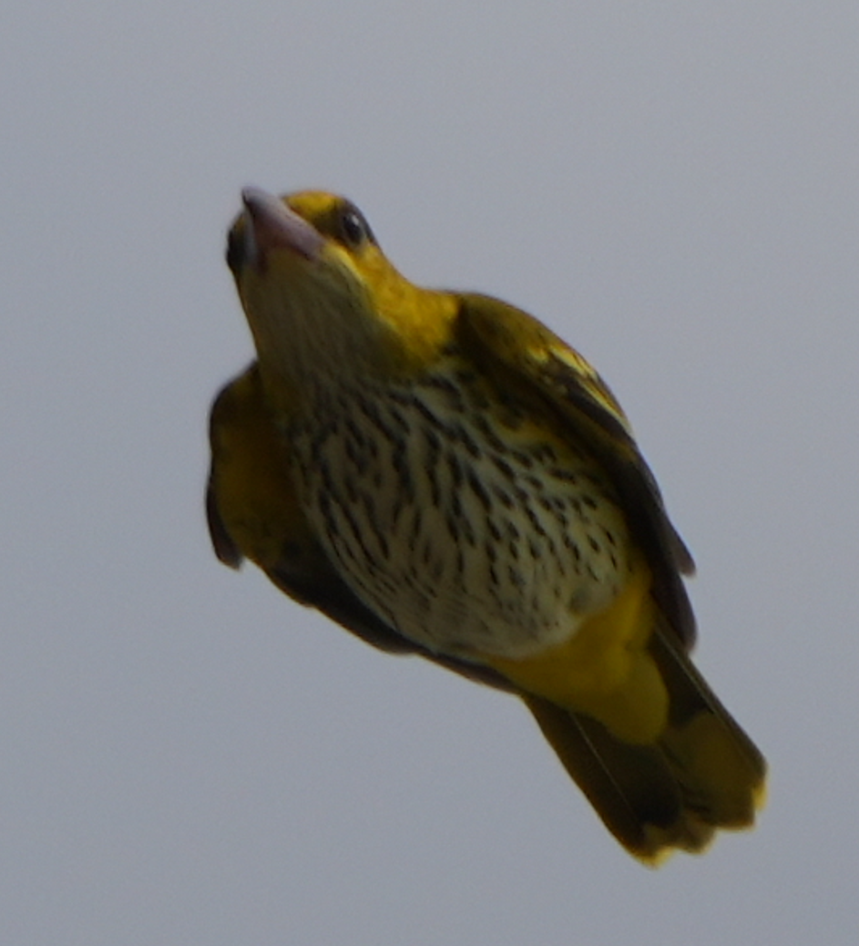 Black-naped Oriole - ML644073613