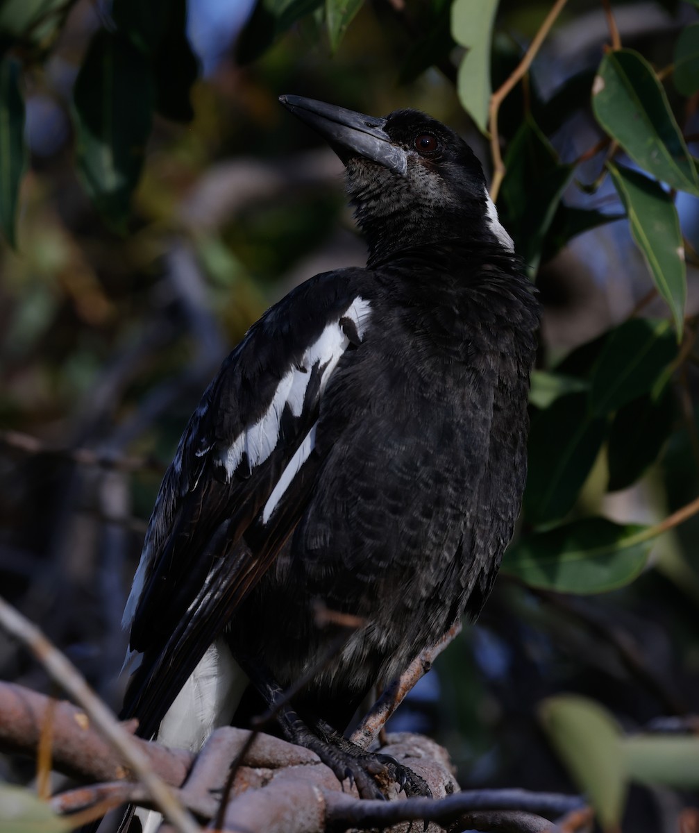 Australian Magpie - ML644073619