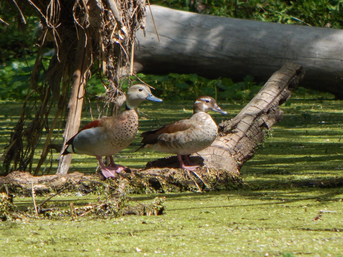 Rotschulterente - ML644073620