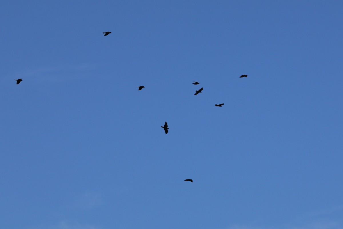 Eurasian Jackdaw - ML644073621