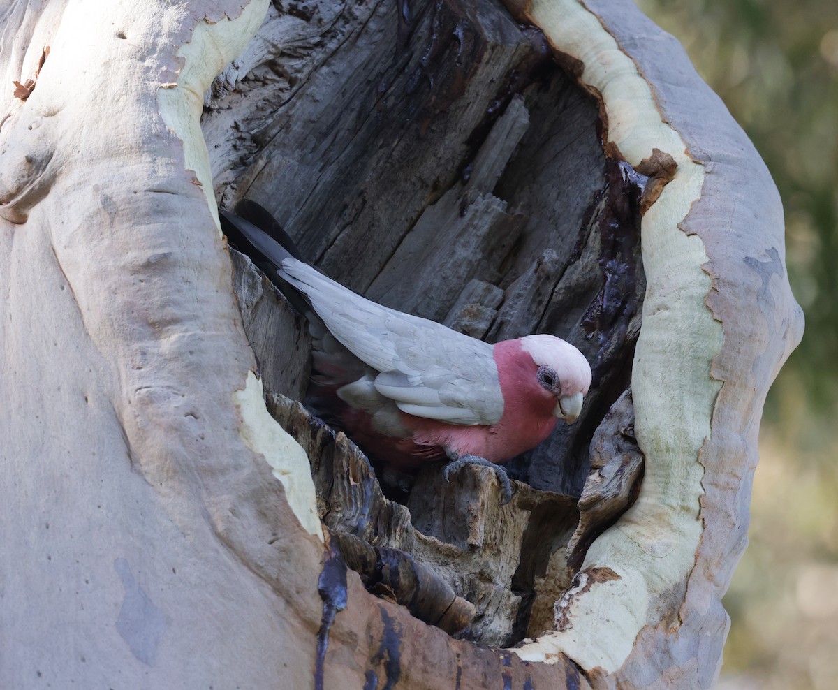 Galah - ML644073622