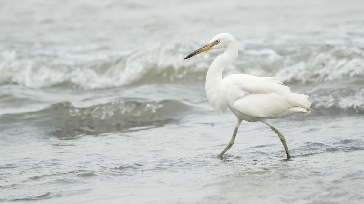 Chinese Egret - ML644073632