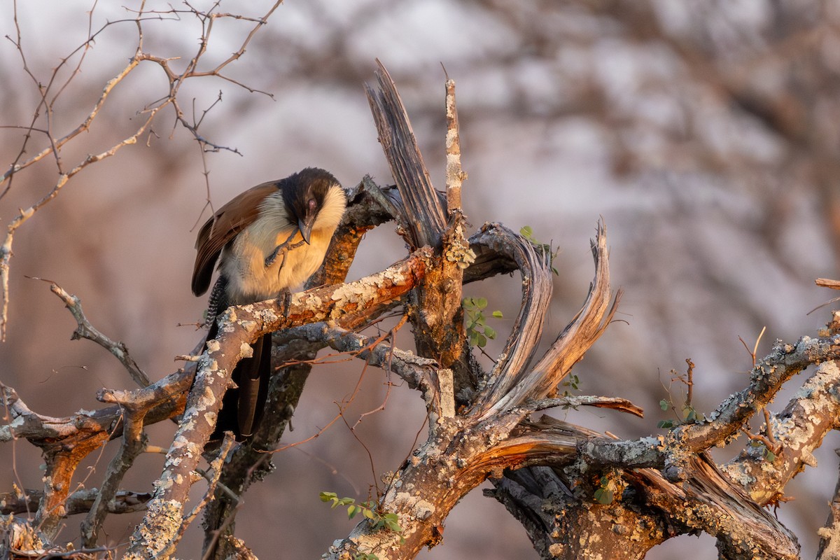 Burchell's Coucal - ML644073709