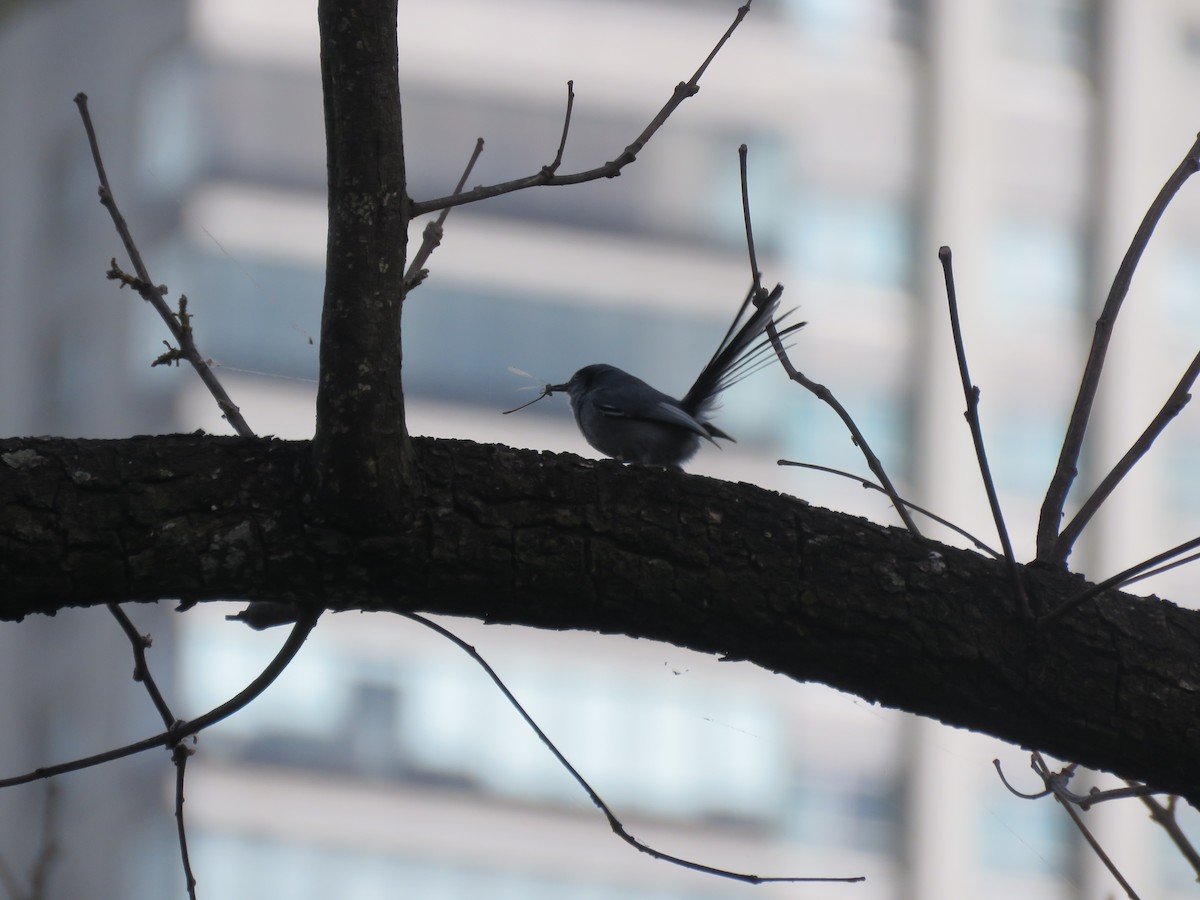 maskemyggsmett - ML644073731