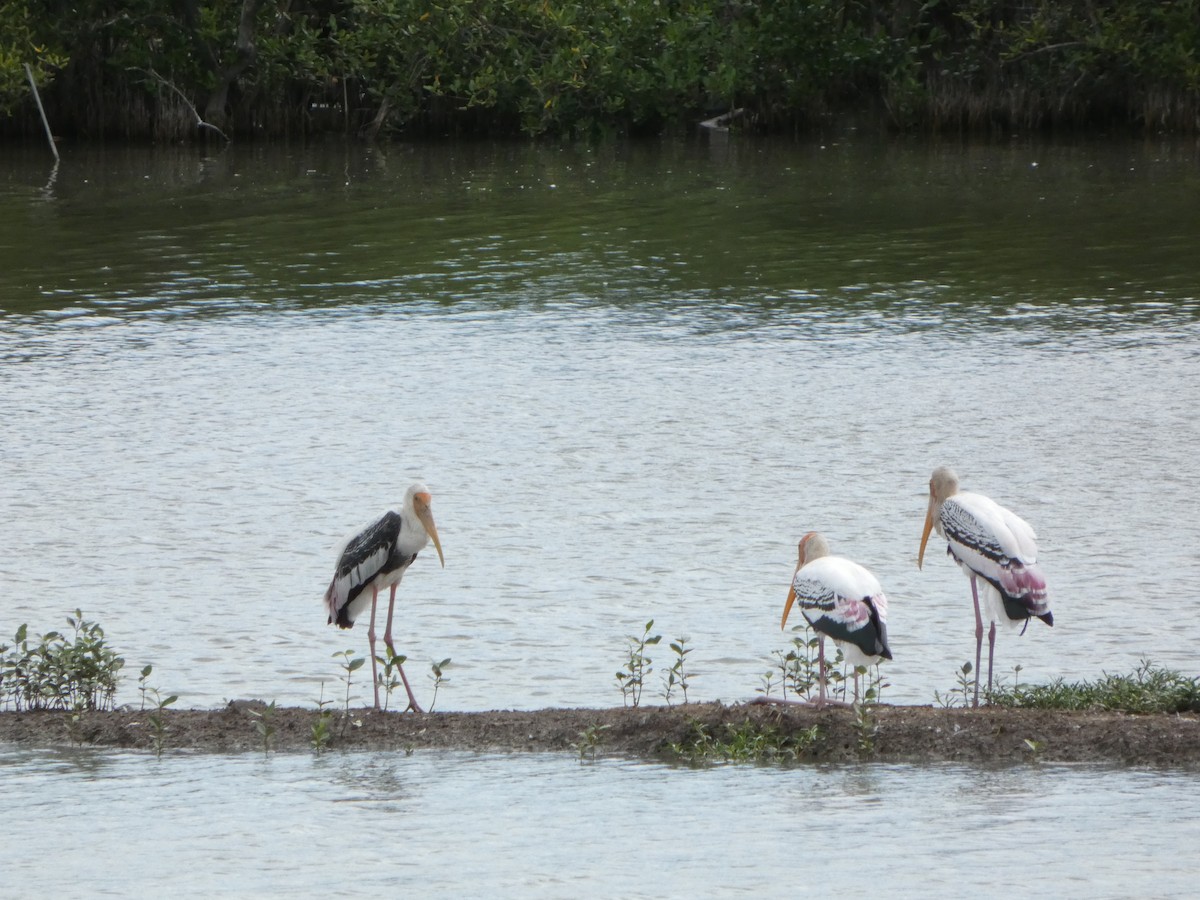 Painted Stork - ML644073735