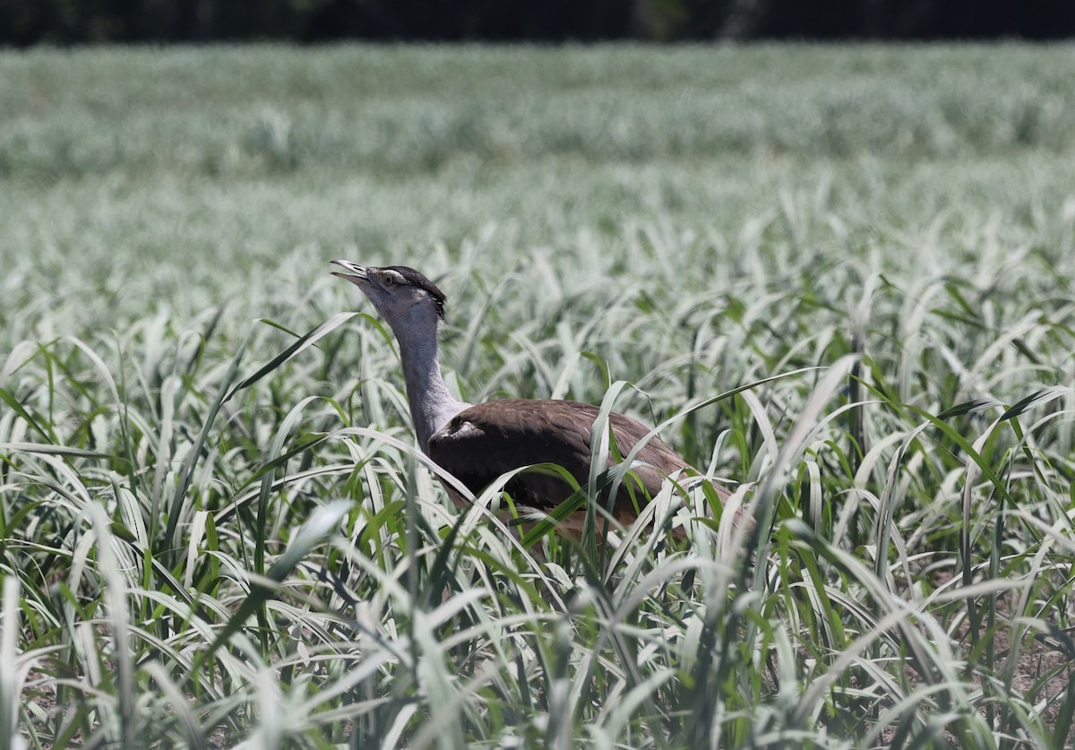 Wammentrappe - ML644073742