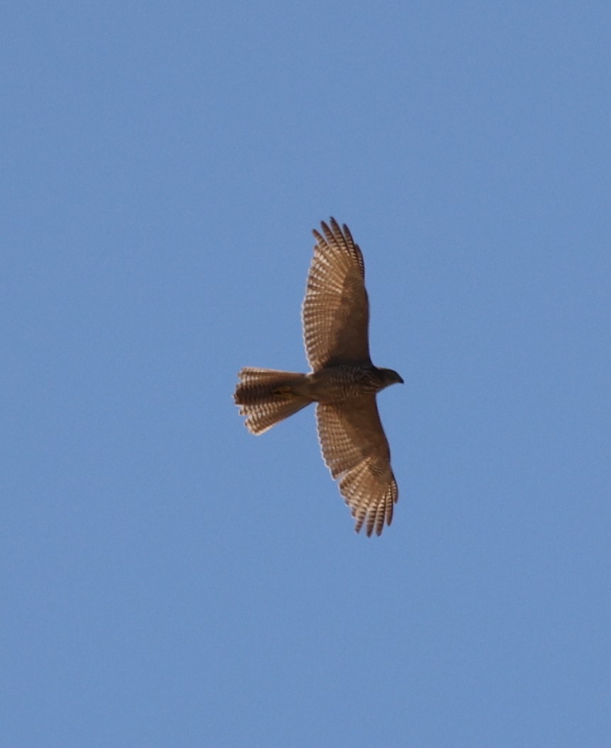 Bänderhabicht - ML644073749