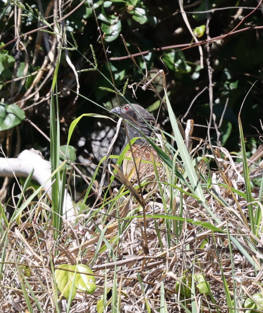 Pheasant Coucal - ML644073765