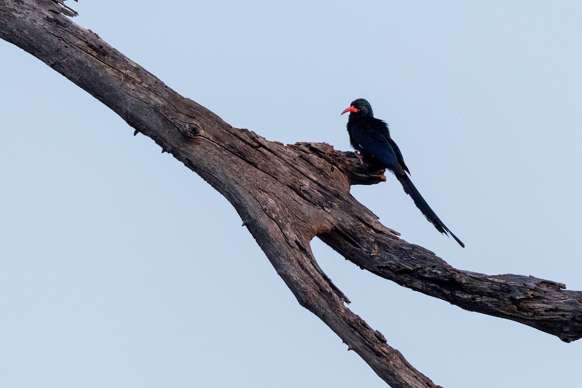 Green Woodhoopoe - ML644073771