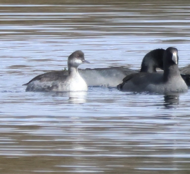 ハジロカイツブリ - ML644073772