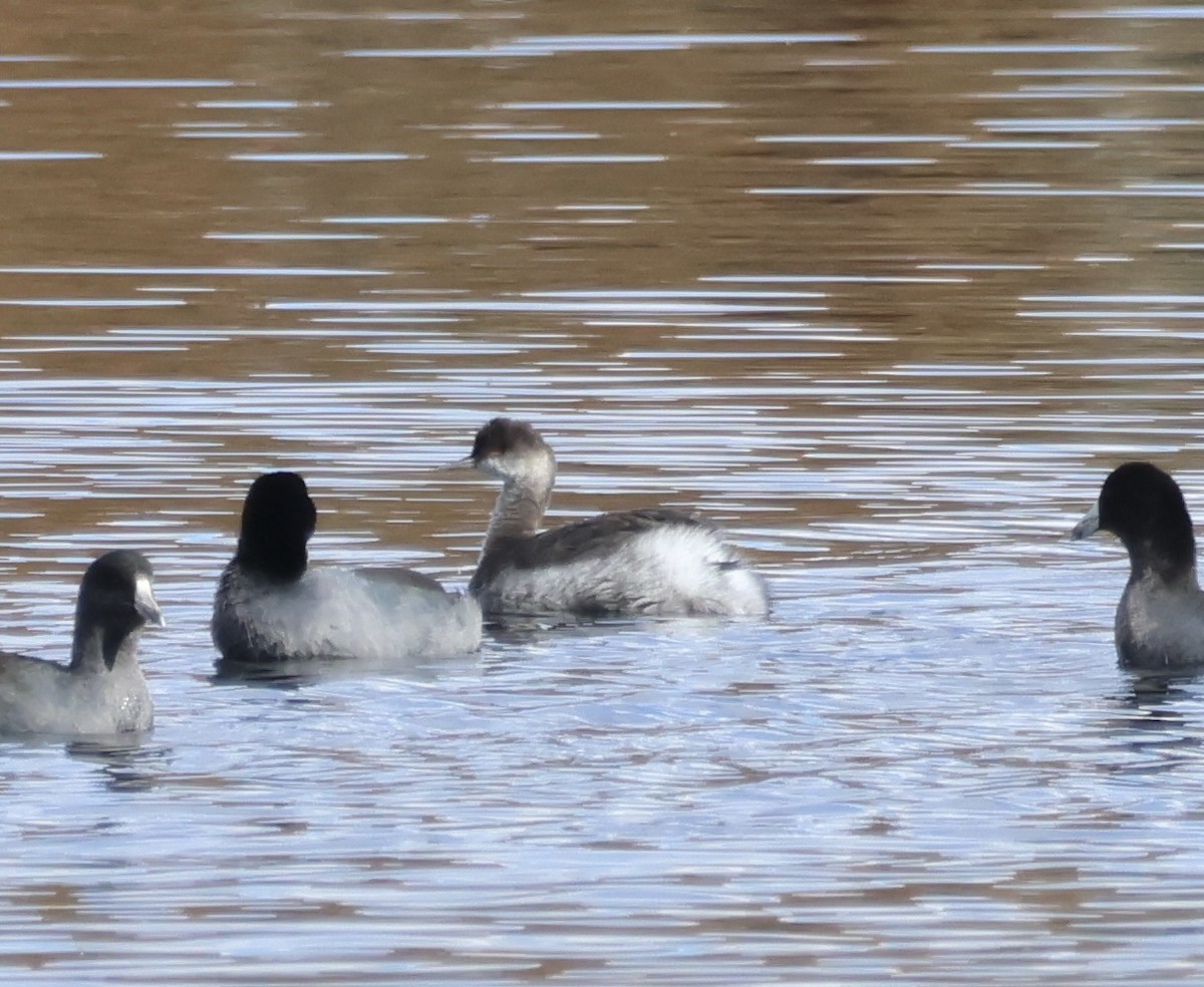 ハジロカイツブリ - ML644073773