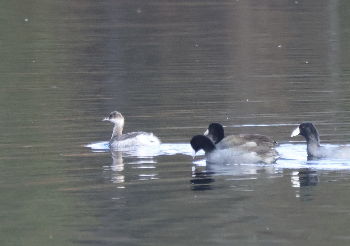 ハジロカイツブリ - ML644073774