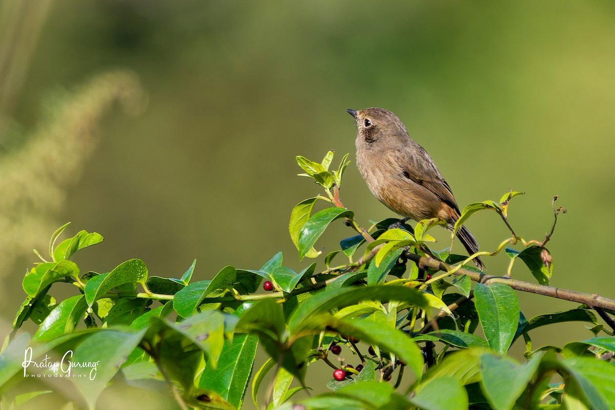 Pied Bushchat - ML644073782