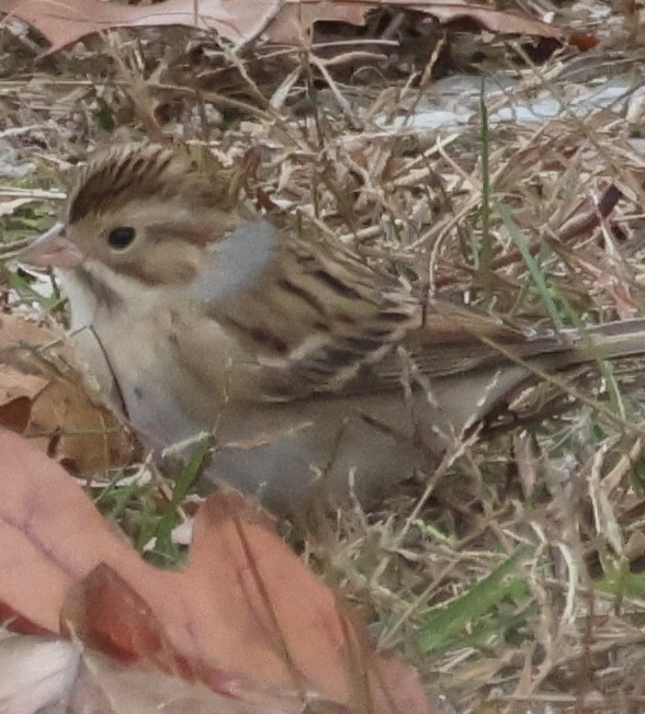 ウスヒメドリ - ML644073784