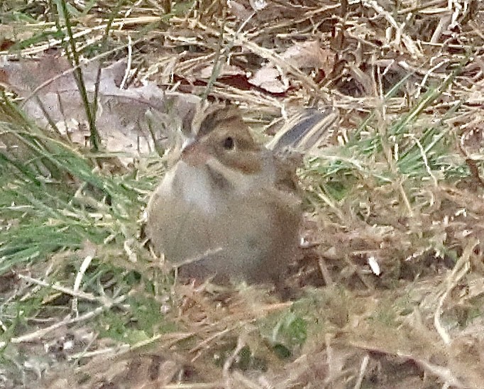 ウスヒメドリ - ML644073785