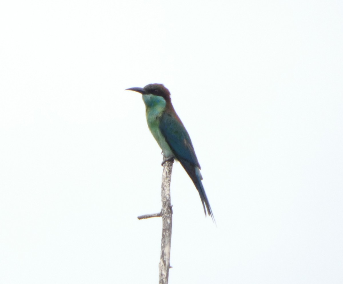 Blue-throated Bee-eater - ML644073792