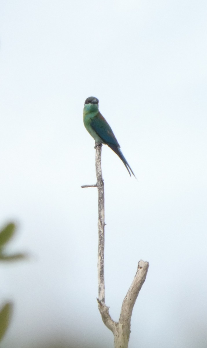 Blue-throated Bee-eater - ML644073793