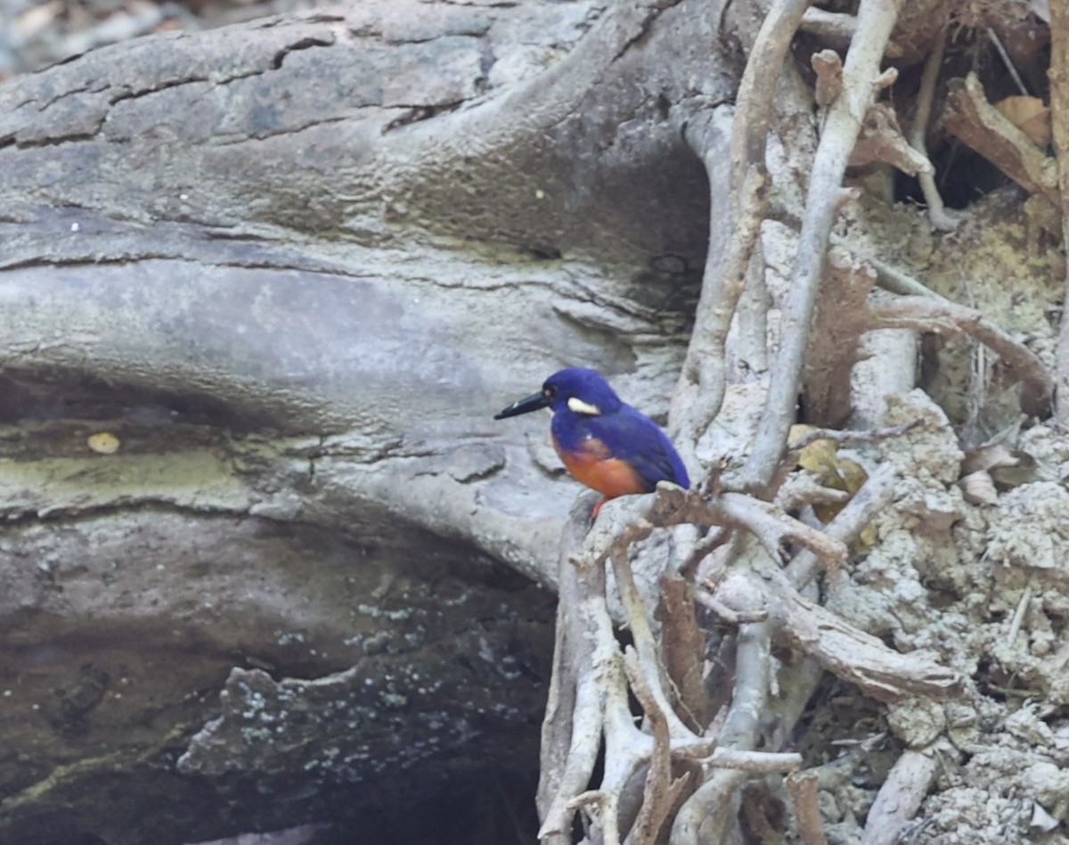 Azure Kingfisher - ML644073799