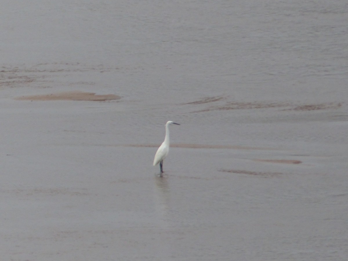 Little Egret - ML644073818
