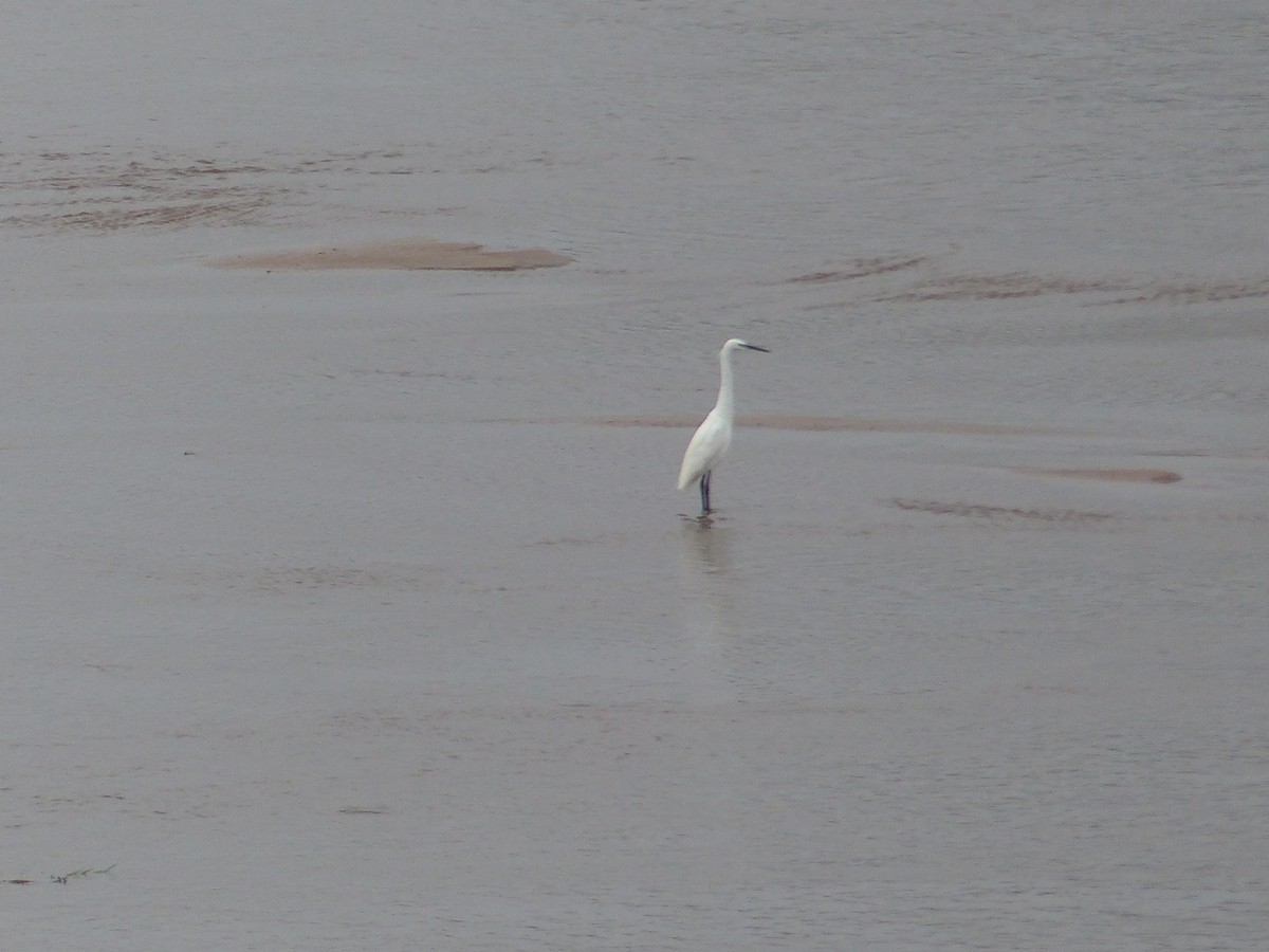 Little Egret - ML644073819