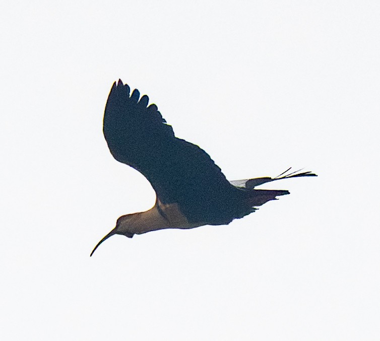 ibis laločnatý - ML644073821