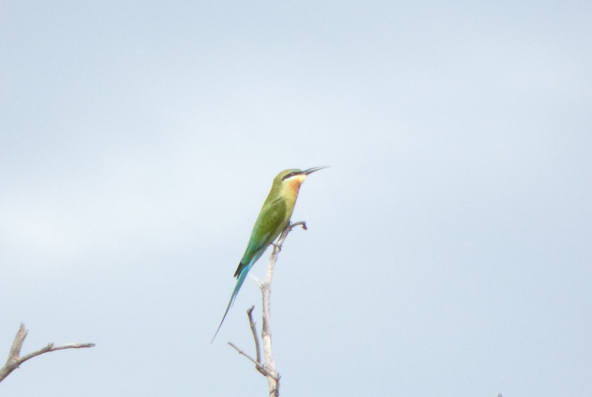 Blue-tailed Bee-eater - ML644073822