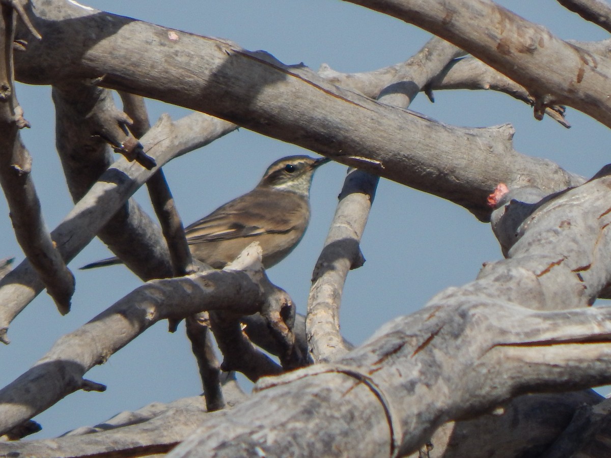 Buff-winged Cinclodes - ML644073831