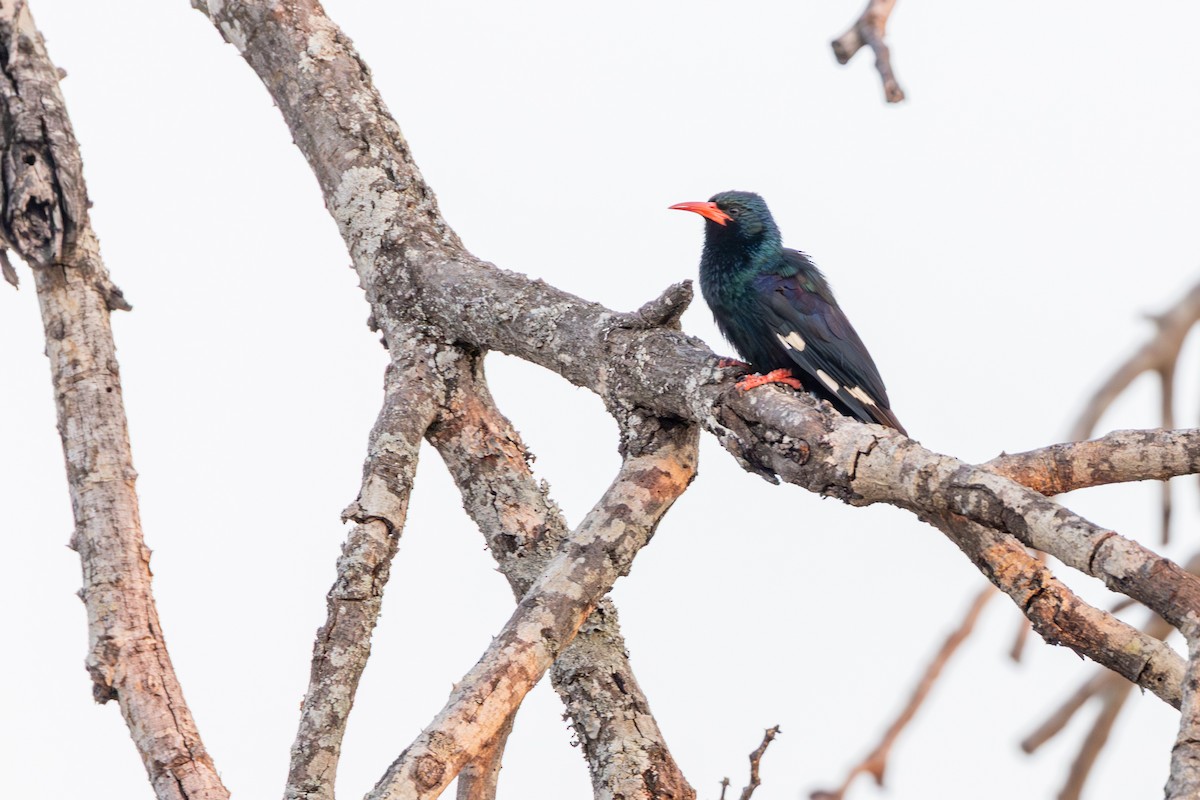 Green Woodhoopoe - ML644073841