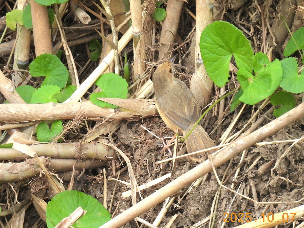 アカガオセッカ - ML644073842