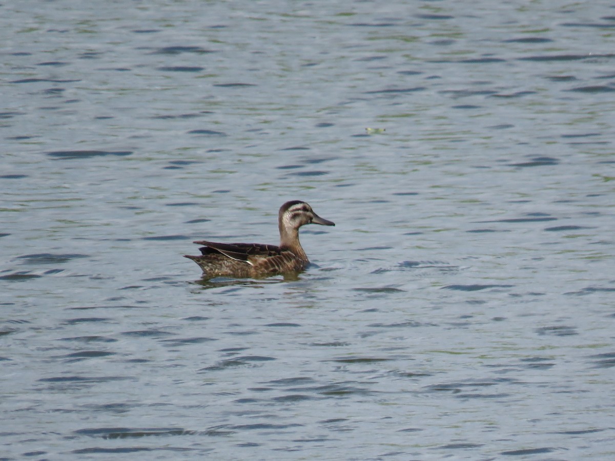Garganey - ML644073860