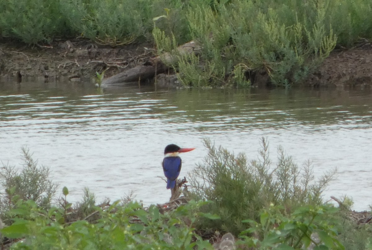 Black-capped Kingfisher - ML644073863