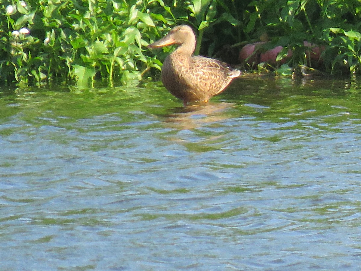 Northern Shoveler - ML644073869