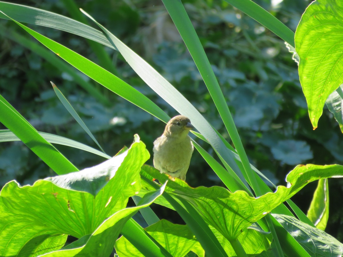 House Sparrow - ML644073873