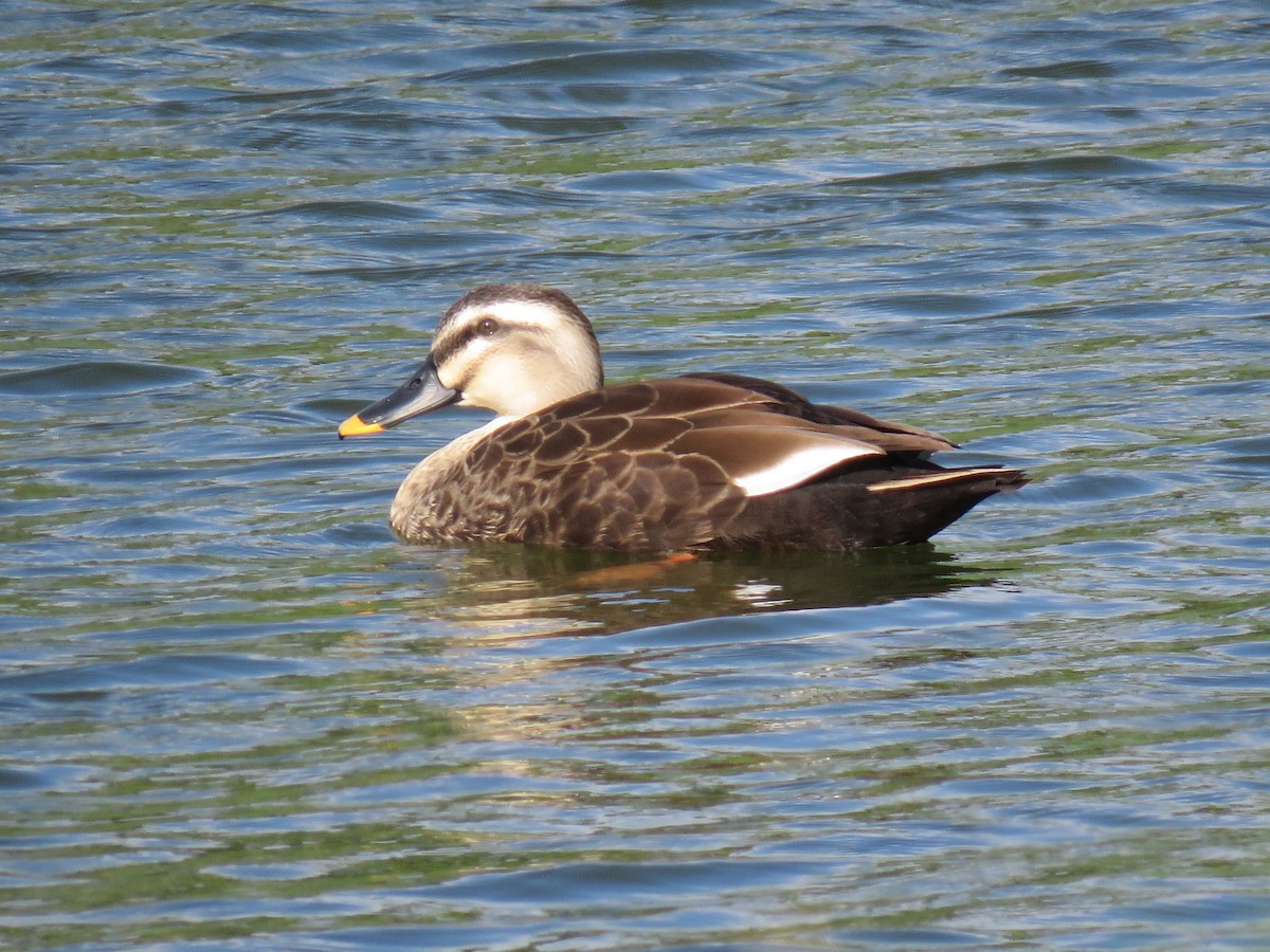 Eastern Spot-billed Duck - ML644073877