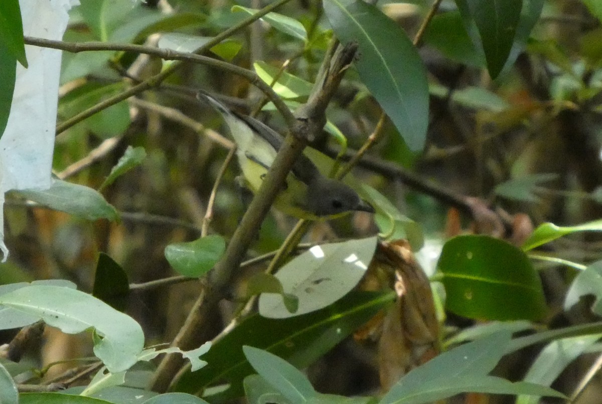 Golden-bellied Gerygone - ML644073883