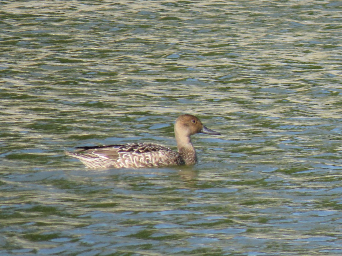 Northern Pintail - ML644073886