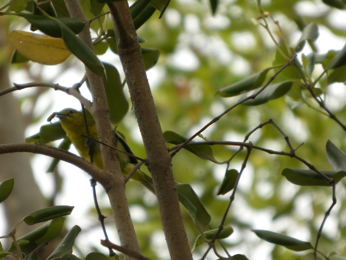Common Iora - ML644073890