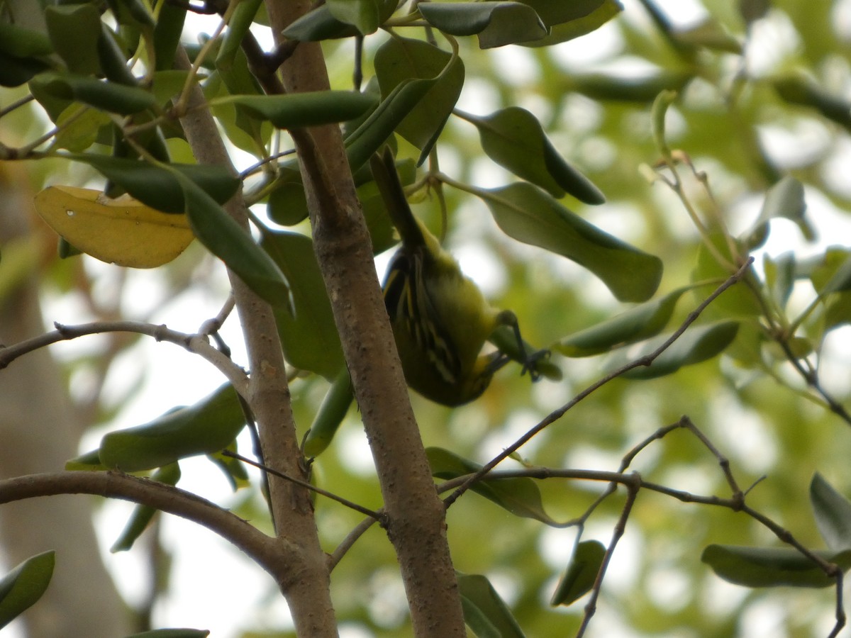 Common Iora - ML644073891
