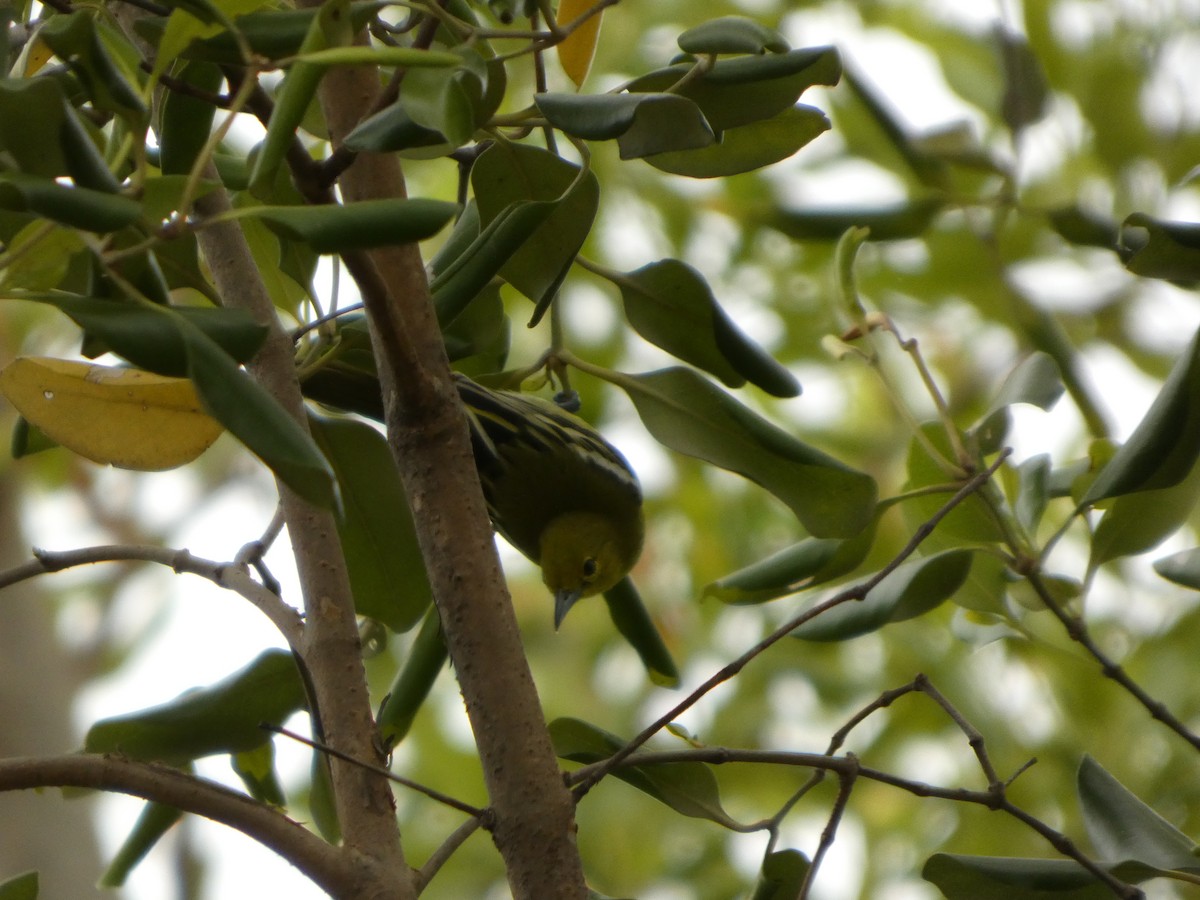 Common Iora - ML644073892